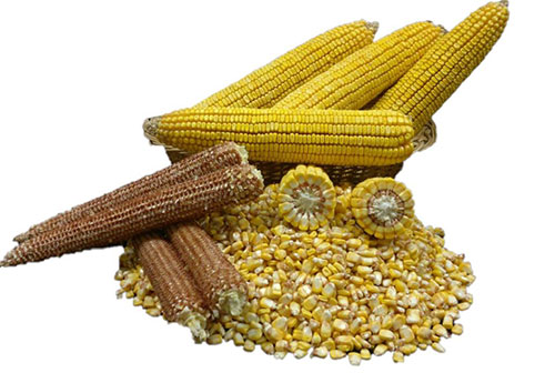 فرآورده های چوب بلال