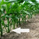 اثر پاجوش ذرت در عملکرد دانه