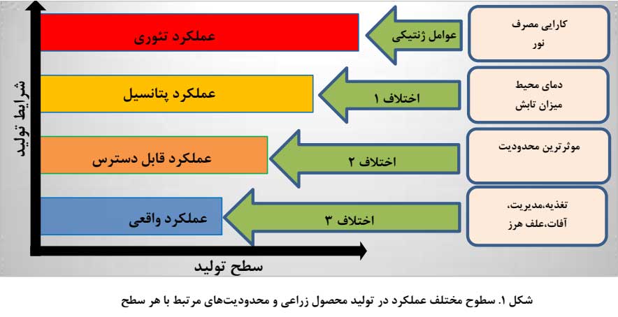 شکاف عملکرد در ذرت