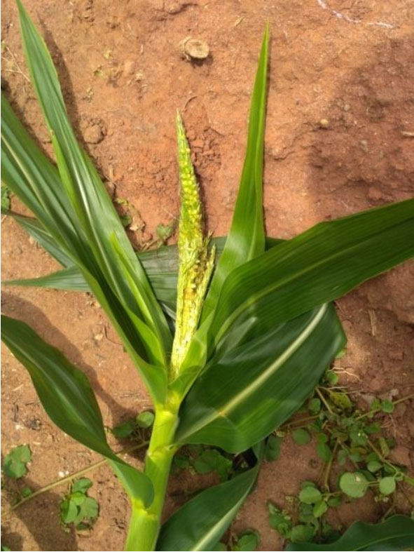 ارقام مستعد تشکیل پاجوش