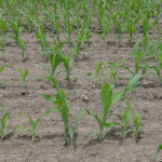 تاثیرات ظهور غیریکنواخت گیاهچه در عملکرد ذرت