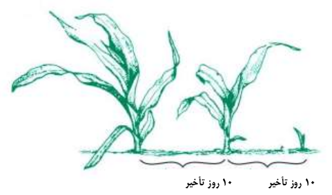 تاثیرات ظهور غیر یکنواخت گیاهچه در عملکرد ذرت