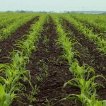 تراکم کشت در ذرت