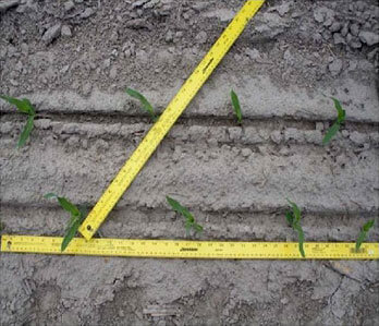 الگوی کاشت در ذرت