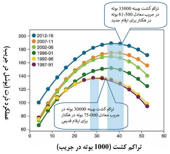 تراکم کشت در ذرت
