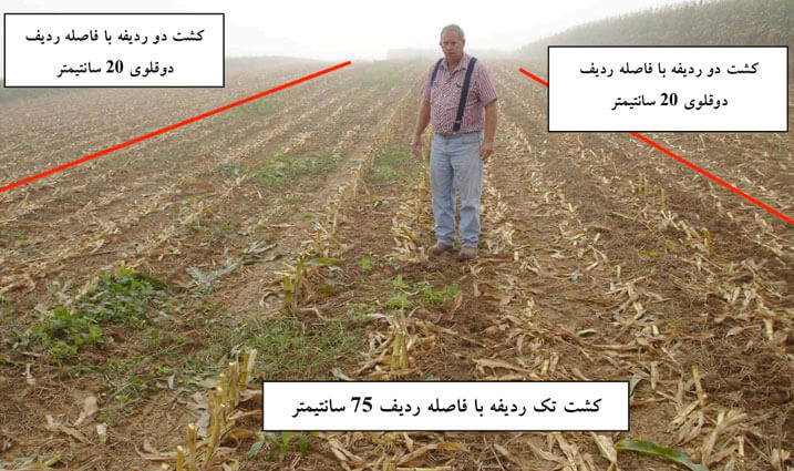 الگوی کاشت در ذرت