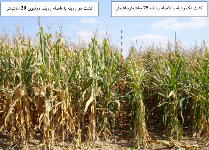 الگوی کاشت در ذرت