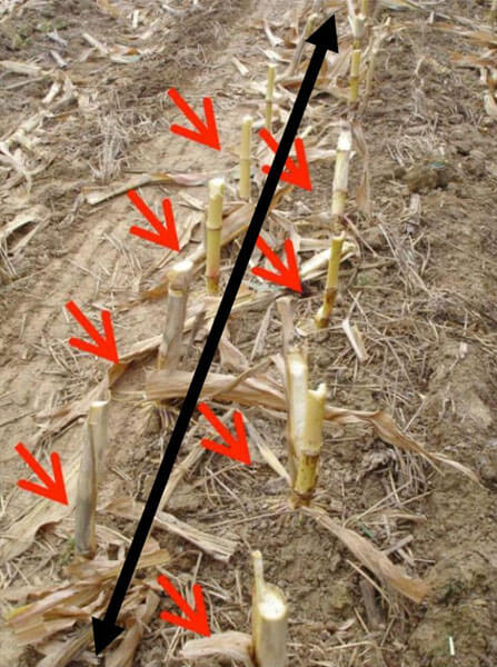 الگوی کاشت در ذرت