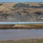 اهمیت مواد آلی خاک در کشت ذرت