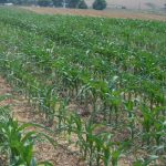 الگوی کاشت در ذرت