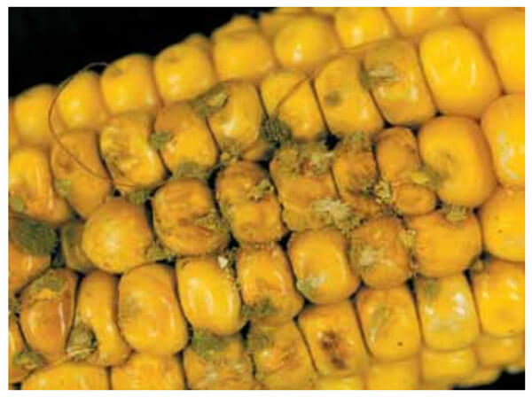 آفات و بیماری های ذرت