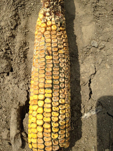 آفات و بیماری های ذرت