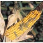 آفات و بیماری های ذرت