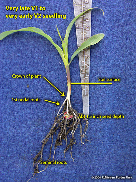 عمق بذر ذرت