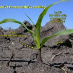 عمق بذر ذرت