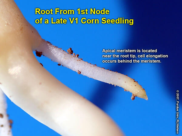 عمق بذر ذرت