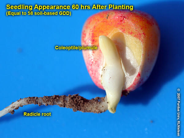 عمق بذر ذرت