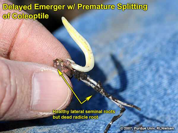 عمق بذر ذرت