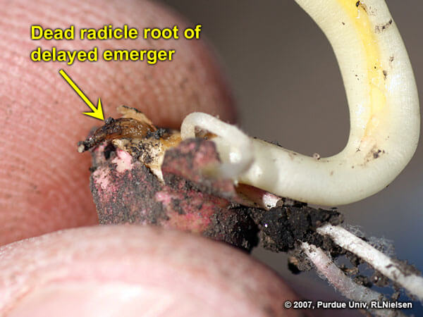 عمق بذر ذرت