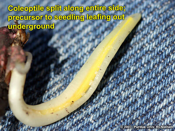 عمق بذر ذرت