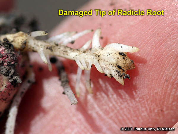 عمق بذر ذرت