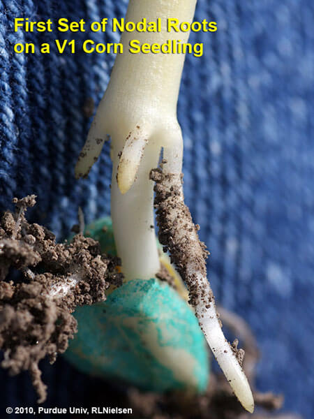 عمق بذر ذرت