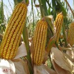 بذر هیبرید ذرت