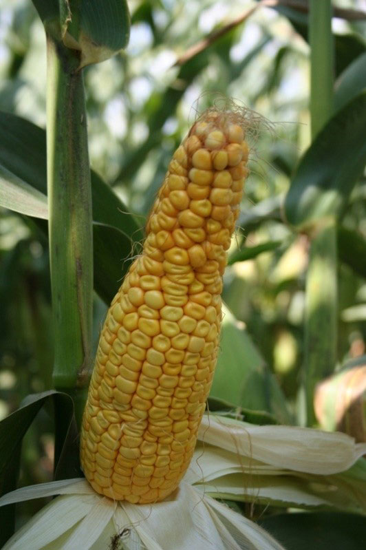 بلال غیر طبیعی | توسعه کشت ذرت