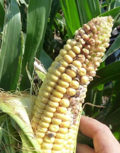 شرکت توسعه کشت ذرت