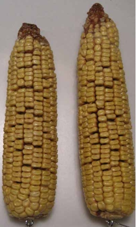 شرکت توسعه کشت ذرت