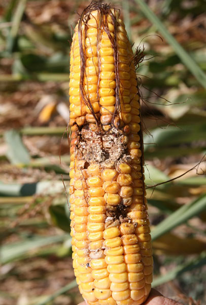 شرکت توسعه کشت ذرت