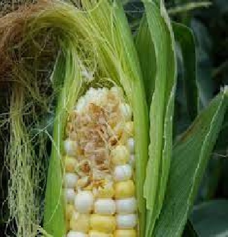 بلال غیر طبیعی