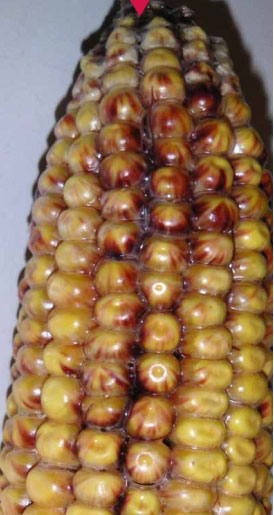 بلال غیر طبیعی در ذرت | توسعه ذرت