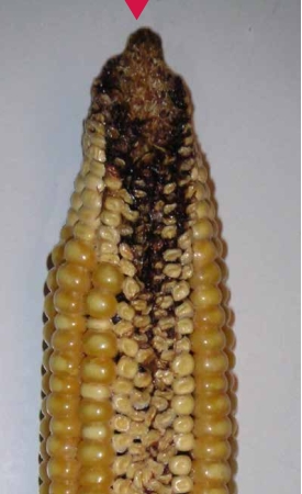 شرکت توسعه کشت ذرت