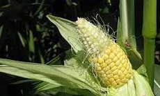 بلال غیر طبیعی| توسعه زراعت ذرت