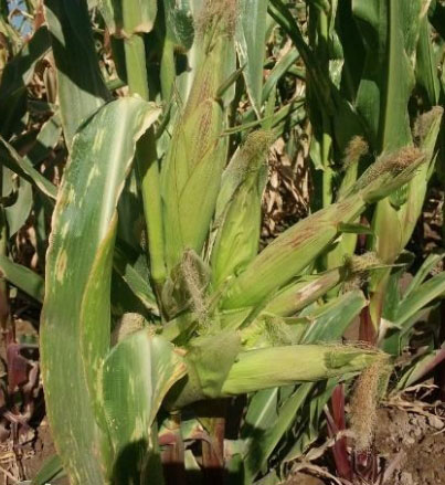 بلال غیر طبیعی | توسعه کشت بلال