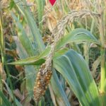 بلال غیر طبیعی