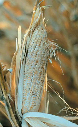 بلال غیر طبیعی