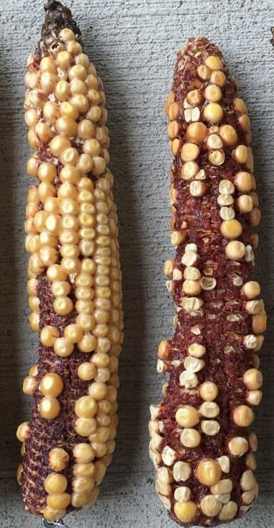 شرکت توسعه کشت ذرت