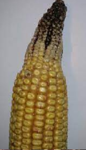 شرکت توسعه کشت ذرت