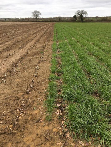 چچم پرگل ایتالیایی| توسعه زراعت ذرت