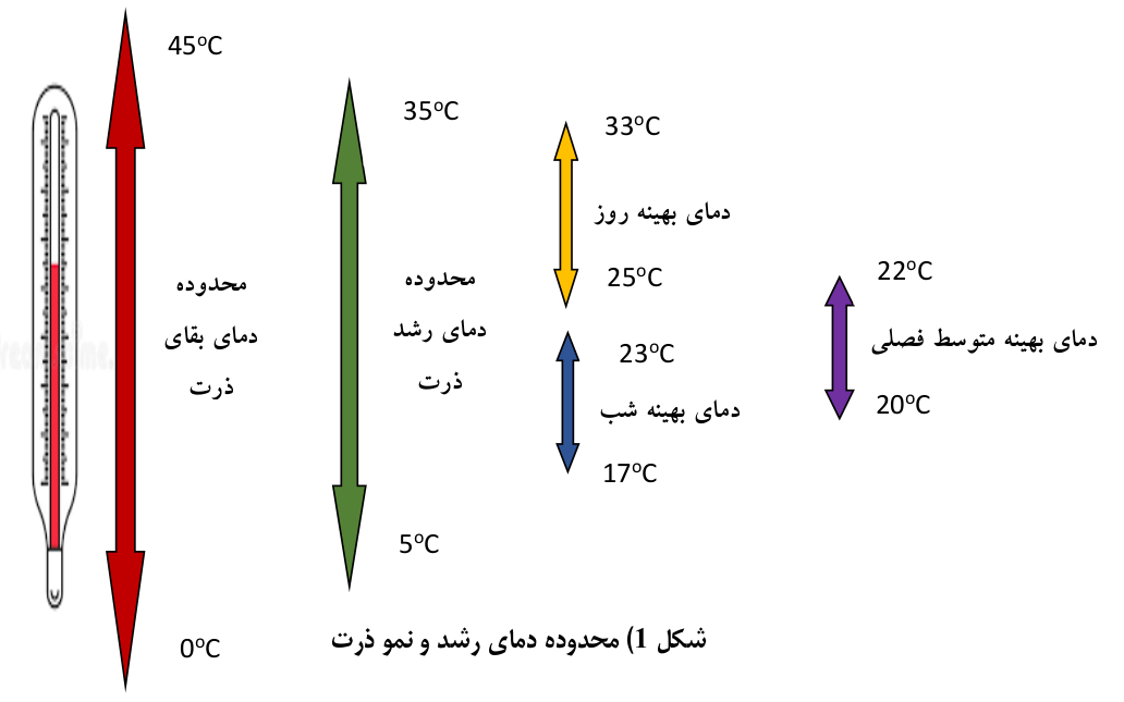 نیاز حرارتی در ذرت| توسعه کشت ذرت