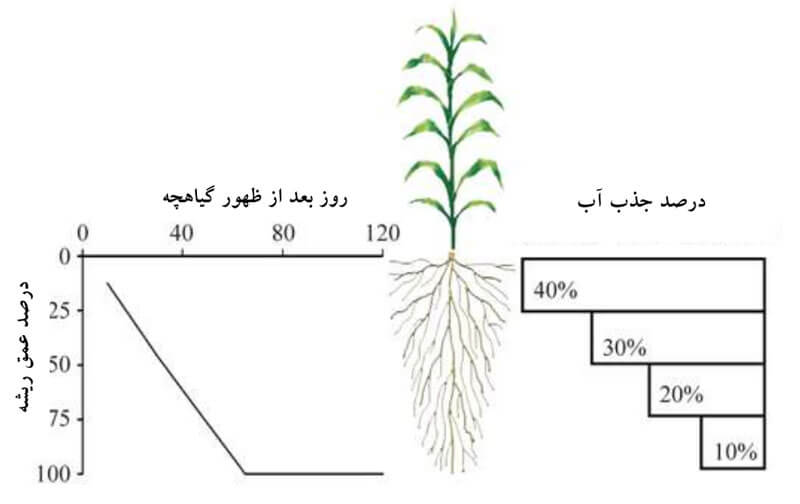 آبیاری مزرعه ذرت | توسعه زراعت ذرت