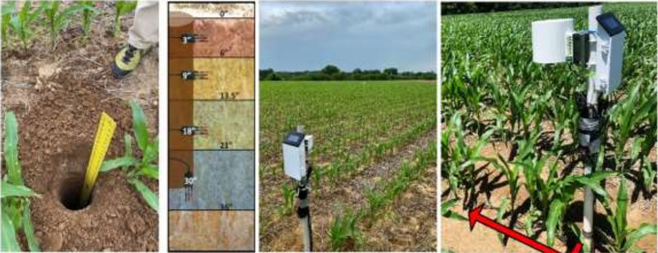 آبیاری در ذرت | مزرعه ذرت