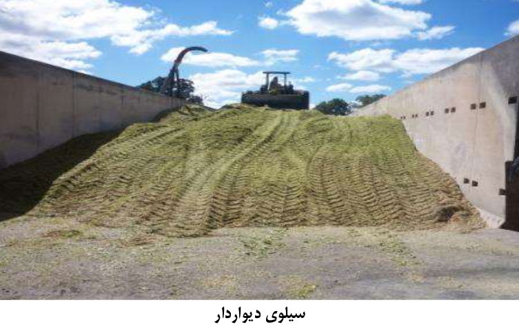 سیلاژ ذرت|شرکت توسعه کشت ذرت