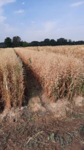 مزرعه جو دو سر | شرکت توسعه کشت ذرت