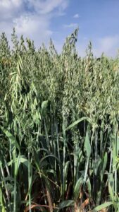 مزرعه یولاف | شرکت توسعه کشت ذرت