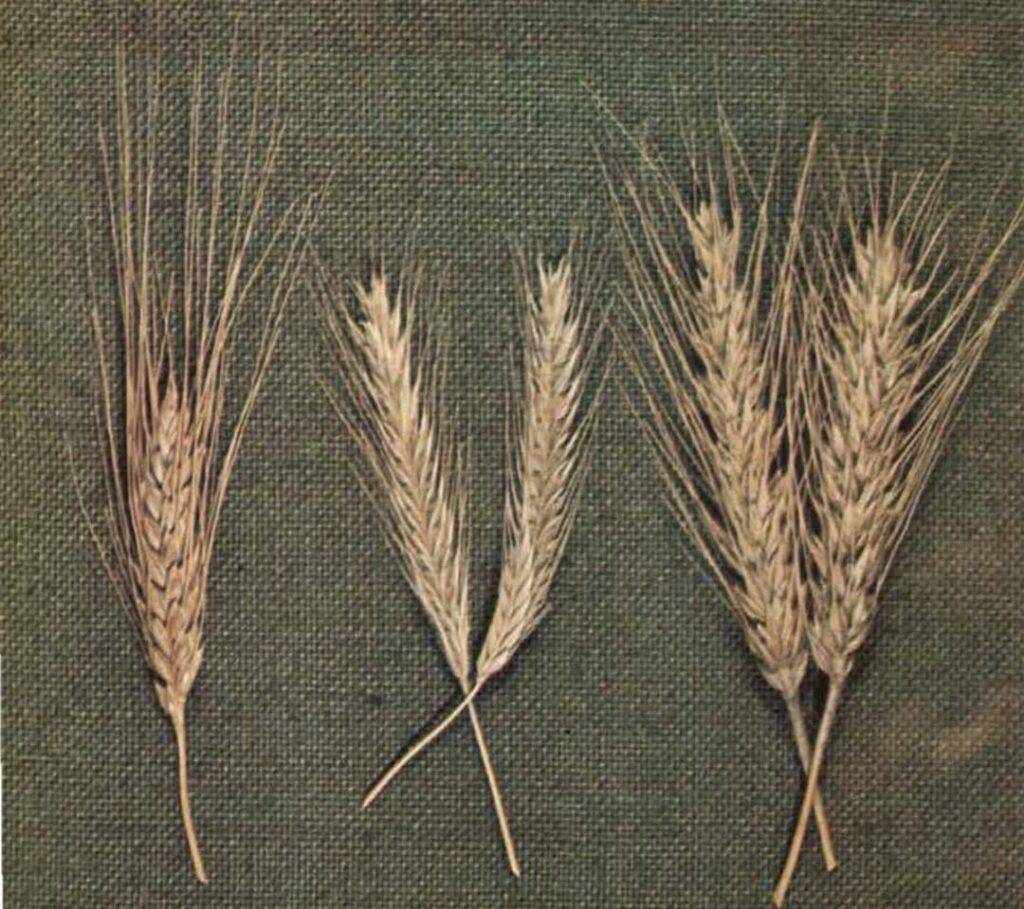 تریتیکاله | شرکت توسعه کشت ذرت