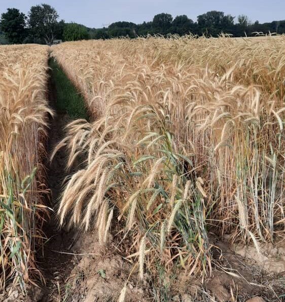 تریتیکاله | شرکت توسعه کشت ذرت